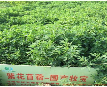 紫花苜蓿-隴東（2-3級）