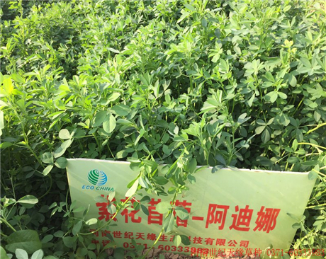 紫花苜?！⒌夏龋?-5級）